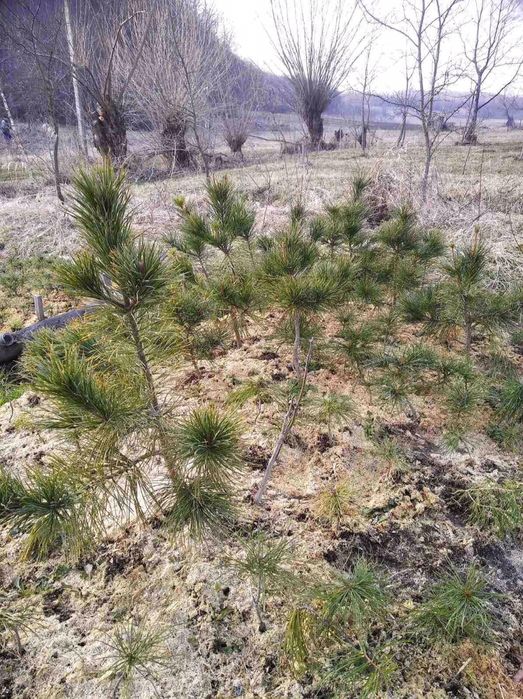 Кедр Корейський, саджанці 50 см. Сосна, хвойні.