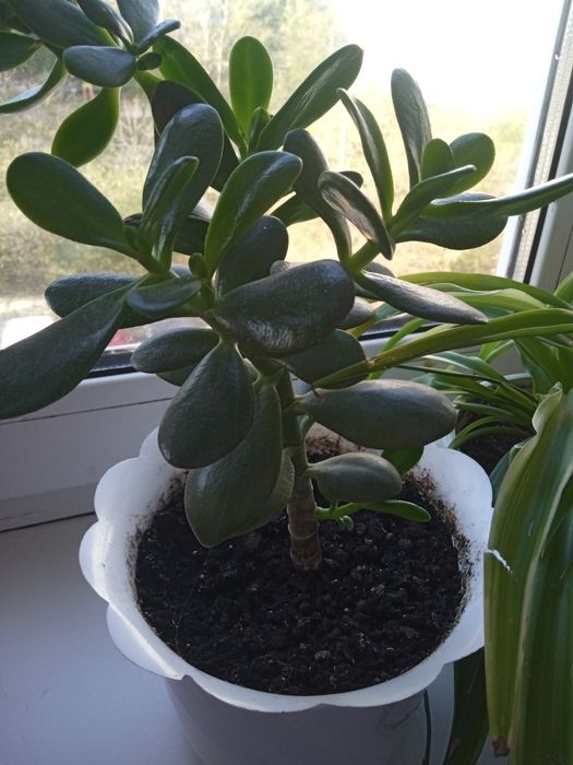 Грошове дерево Товстянка Красула