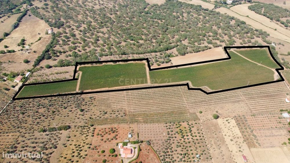 Herdade com 81.325,00 m2 de Vinha em Estremoz