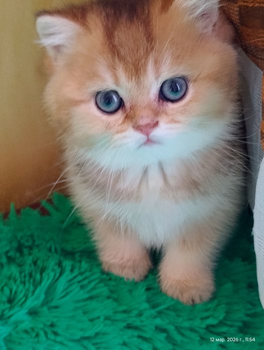 Котик британська золота шиншила