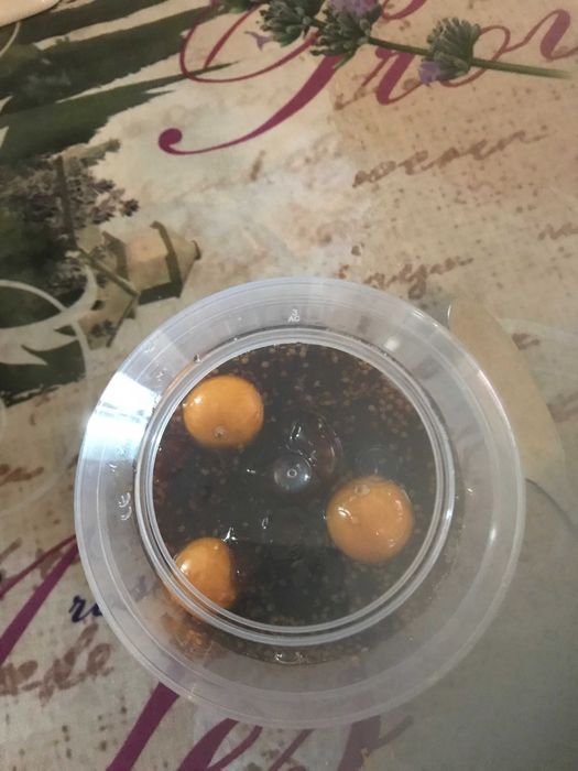 Physalis naturais  /Arbusto para plantar / LICOR/ Doce/