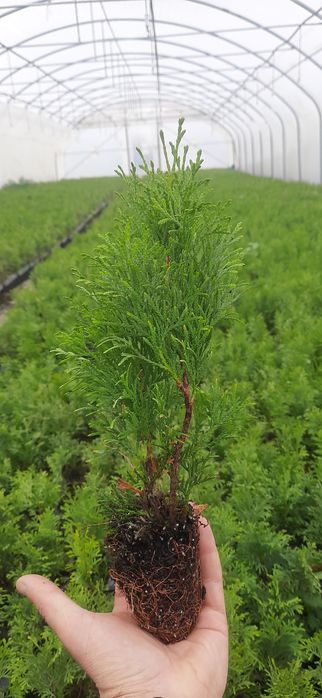 Tuja szmaragd sadzonki +-30cm