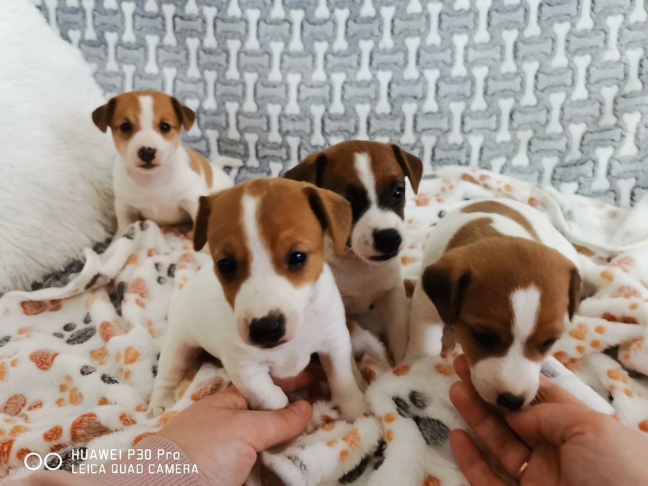 Jack russell Terrier suczka z rodowodem
