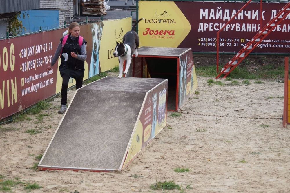 Дрессировка собак