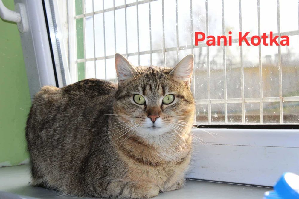 Kociaki z FIV/FELV szukają domów