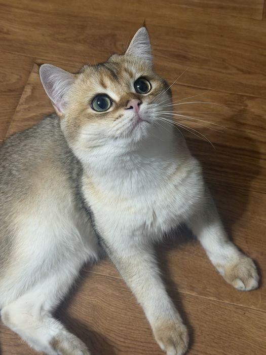 Вязка Шотландець