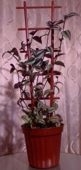 Традесканция в вазоне .