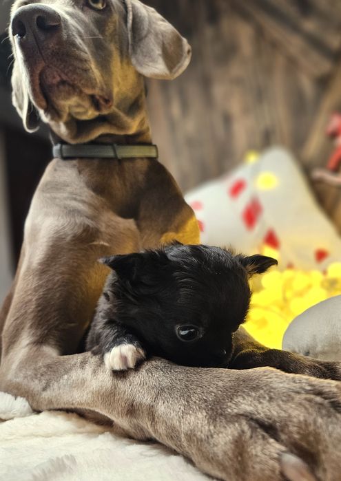 Chihuahua zarezerwowana