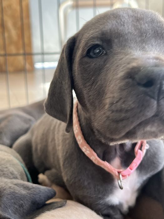 Dogue alemao Azul Fêmea