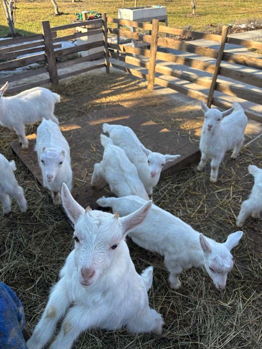 Козлики та кізоньки ламанча/зааненські