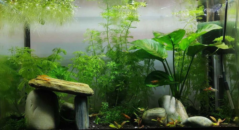 Guppy Endler (macho e fêmea)