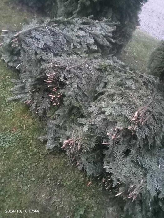 Wiązki jodłowe jodła gałęzie