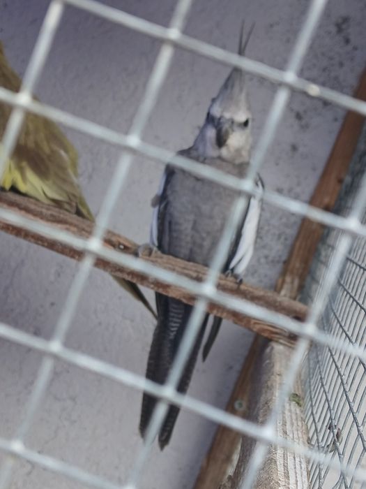 Vendo ou troco várias caturras