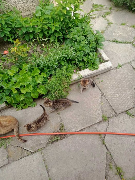 Віддамо кошенят в добрі руки.