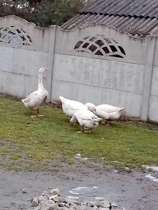Sprzedam piękne gęsi