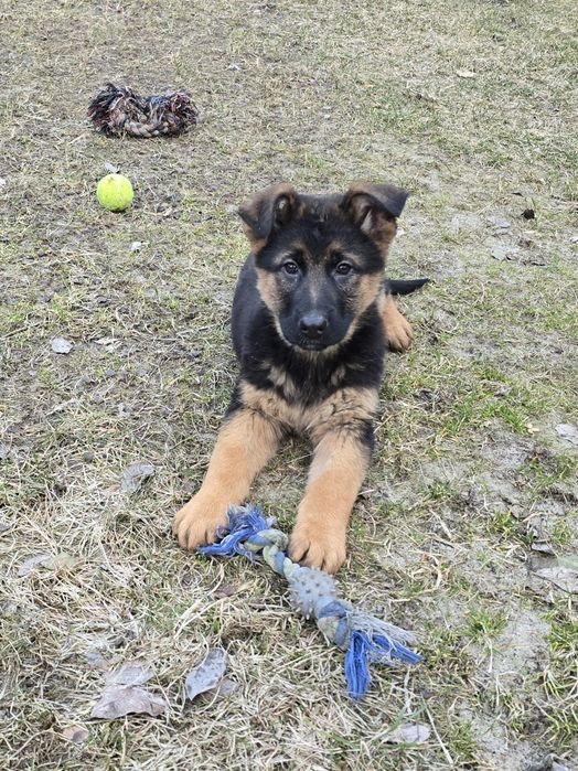 Owczarek Niemiecki Krótkowłosy