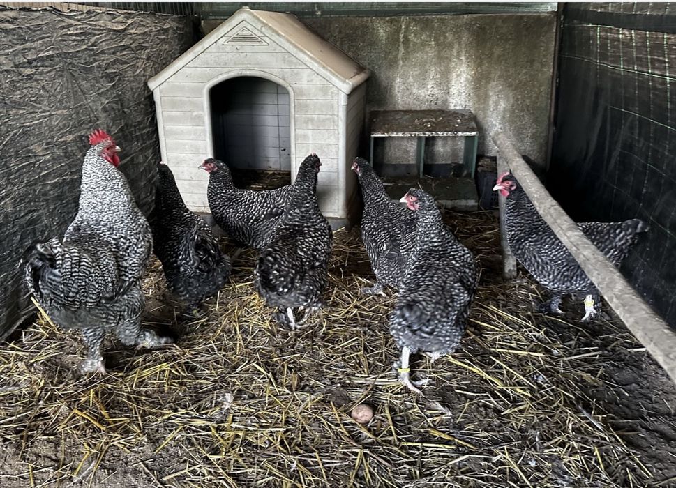 Maline raca belga ovos