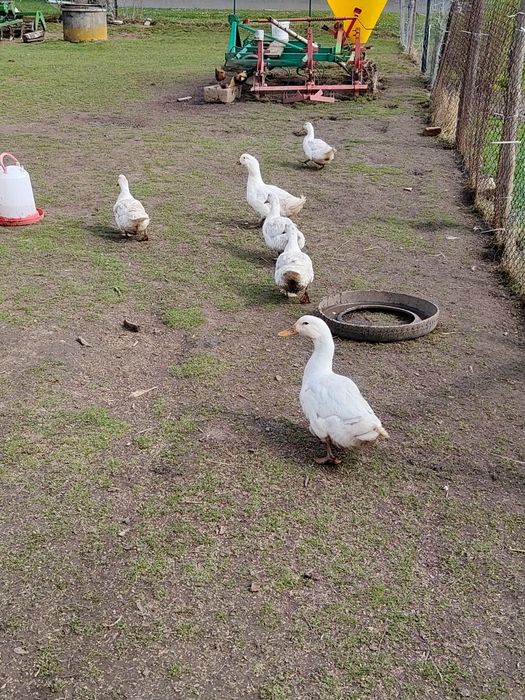 Jaja lęgowe kaczek PEKIN