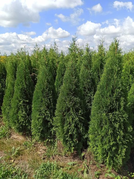 Tuje tuja szmaragd 100-160 gęste z gruntu