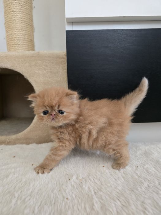 Персицькі котики екстримали