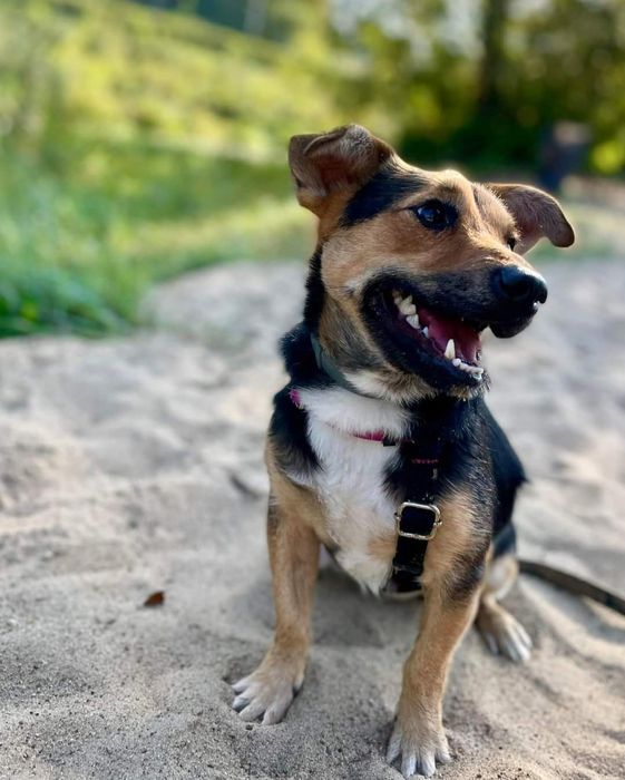 Bilonek- mały psiak bez ogonka