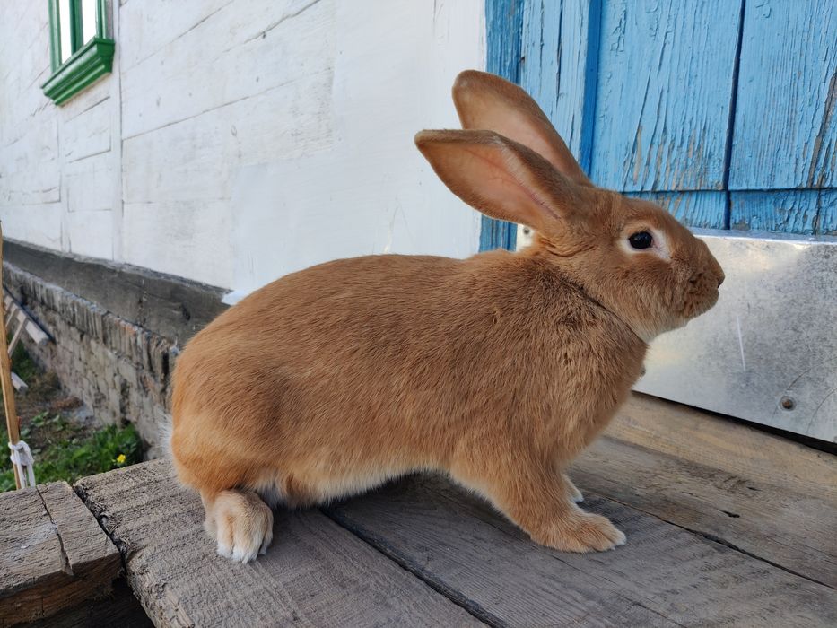 Кролі кролики бургунці