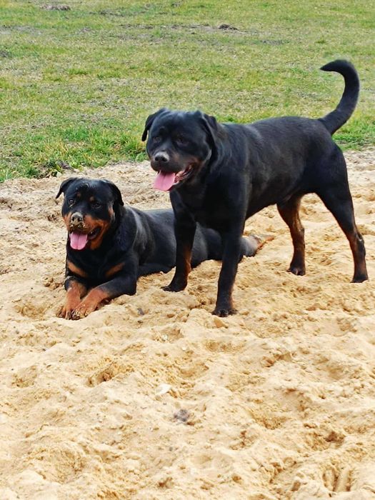 Rottweiler z Rodowodem kolejne z miotu