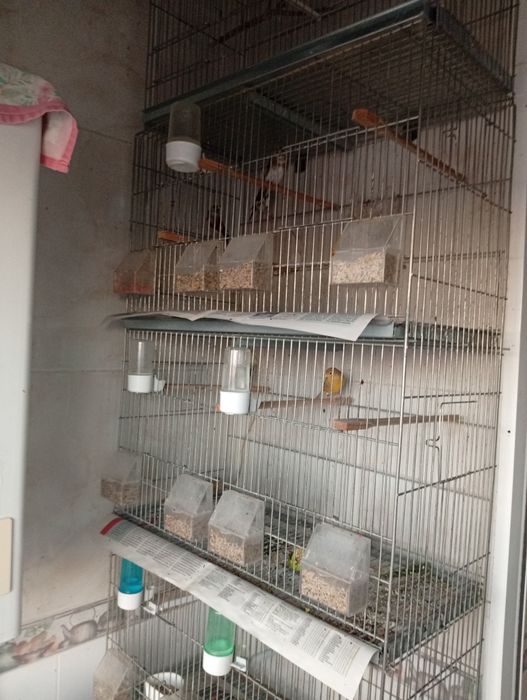 Vendo canários e outros pássaros