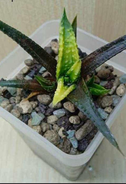 Яскрава міні гастерія варієгатна.Гаст.Ліміфолія.