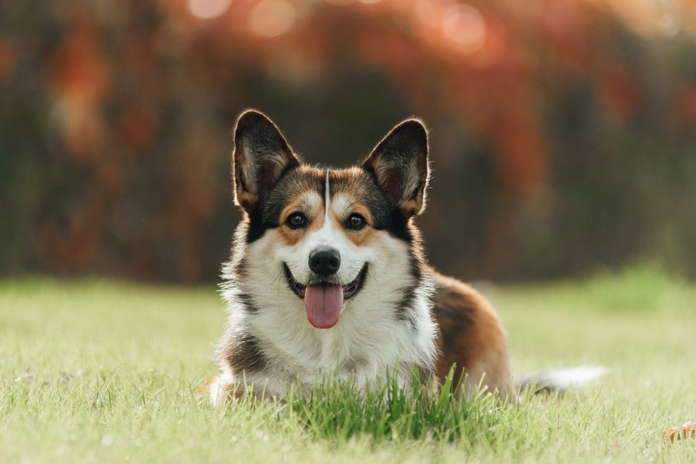 Вязка мальчик корги , окрас соболь