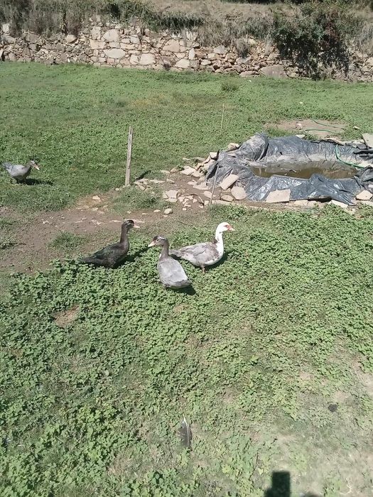 Vendo Patos de diversas idades