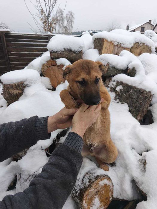 Цуценята. Прилаштовуємо в добрі руки 6 чудових цуценят!