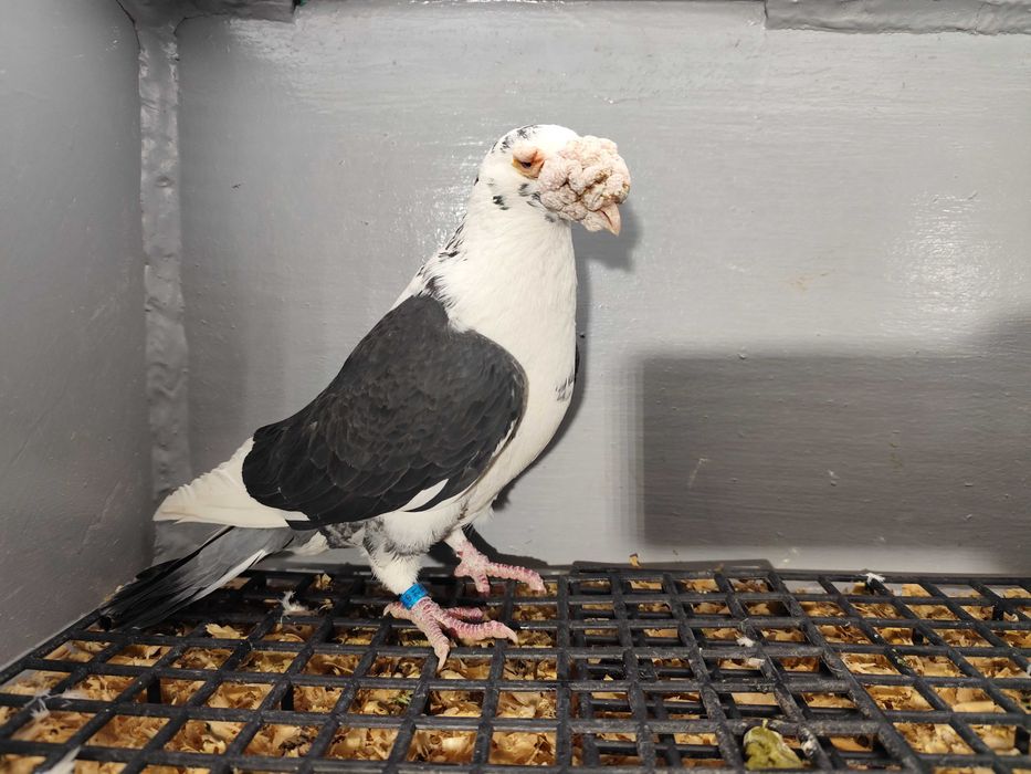 Gołębie Staropolskie