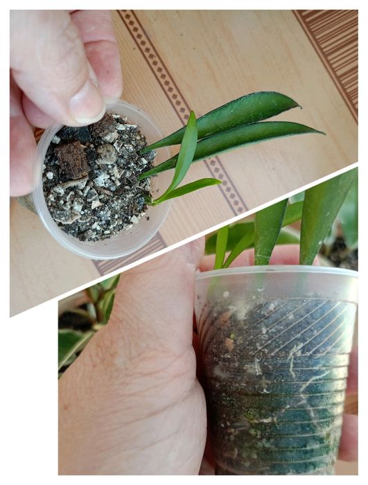 Хойя. Гарно вкорінені черенки.