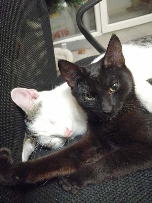 Віддаю у добрі руки: Кукі, Міа, Обунта