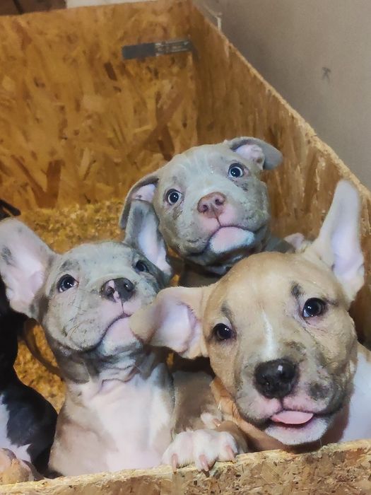 Американські буллі