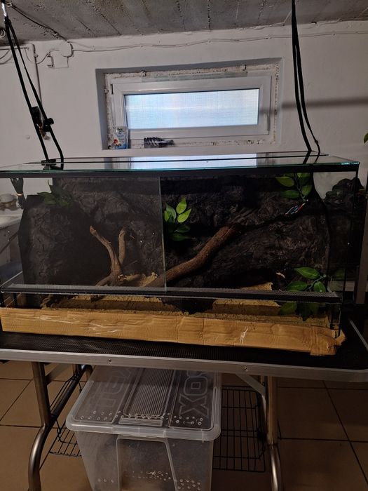Terrarium gekon lamparci jaszczurka agama