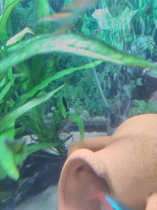 Camarões Red  Cherry adultos