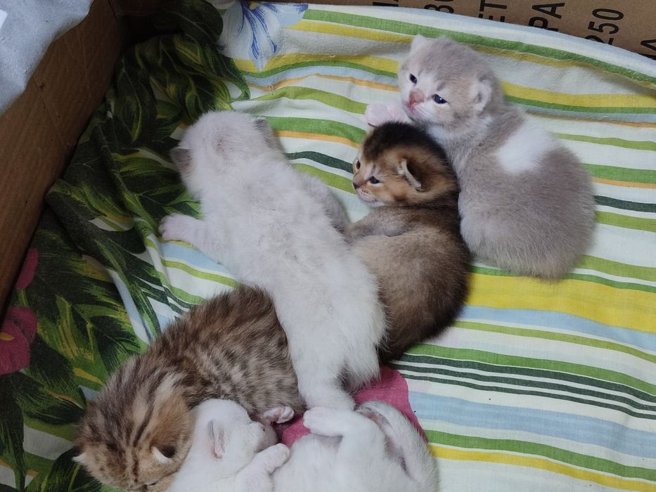 Кошенята до бронювання