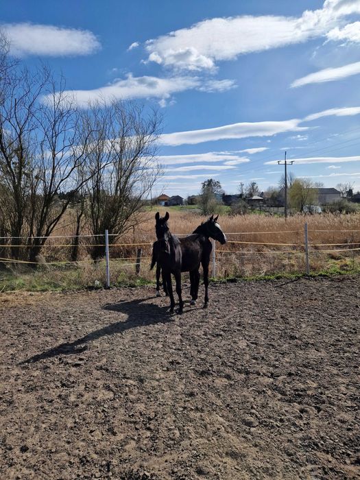 Kary wałach od Strony ojca Graf Stepp