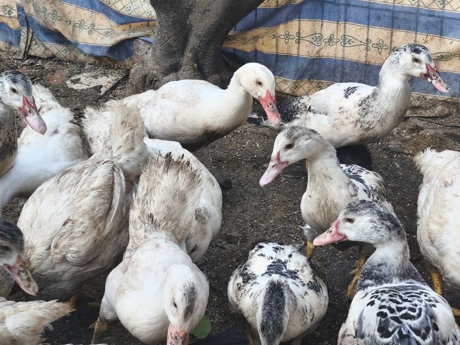 Patos mudos disponíveis