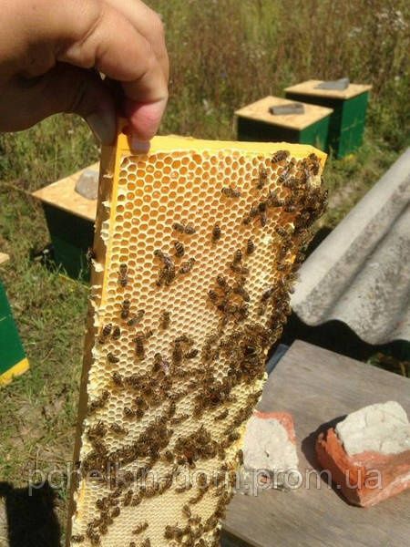 Продам пчелосемьи в Борисполе
