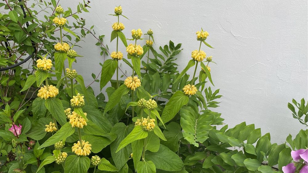 Nasiona żelaźniaka bylina żelaźniak