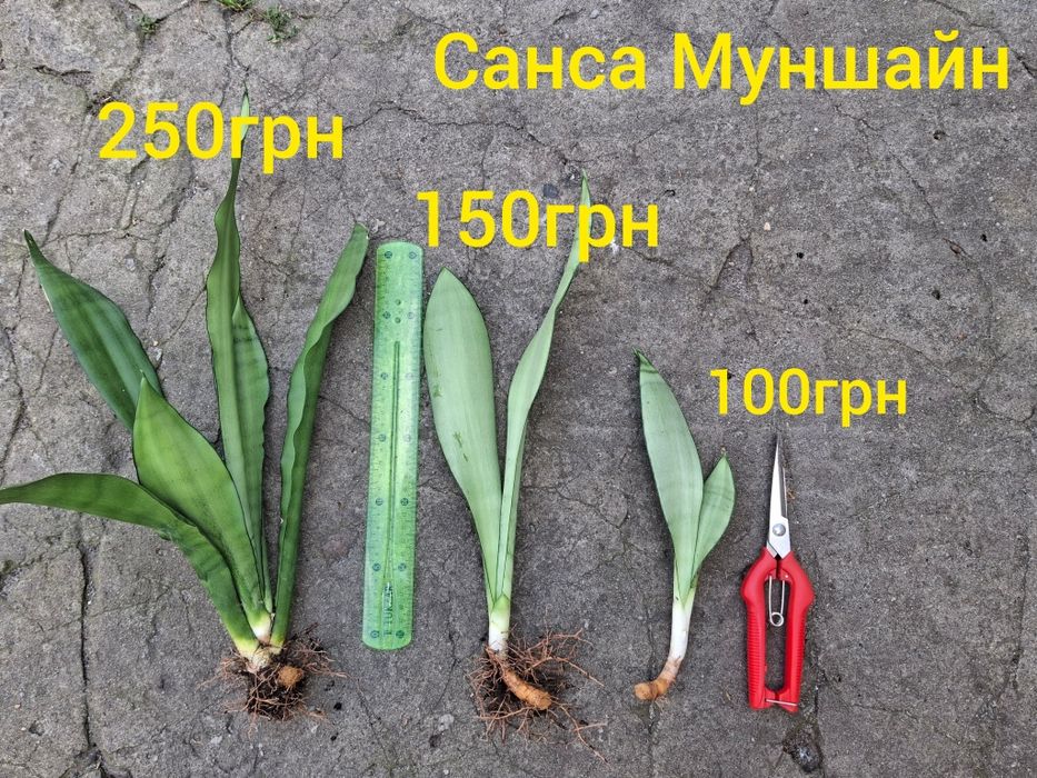 Сансовієрія Муншайн