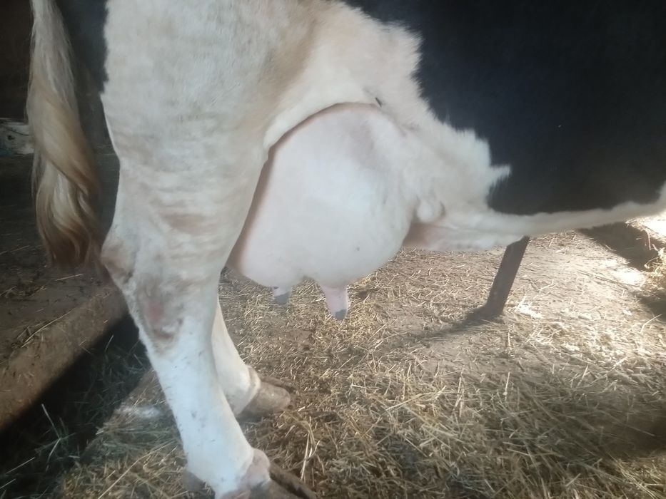 Продам добру корову