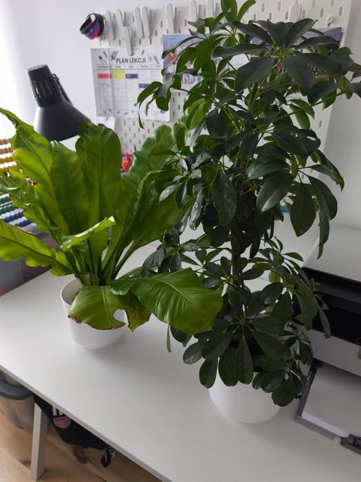 Szeflera zanokcica paproć zamiana