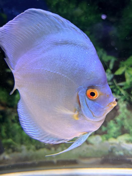 Peixe Discu blue diamond c/olho vermelho