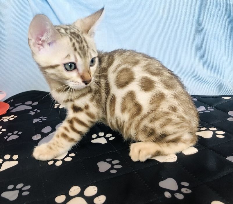 Бенгальське кошеня Мінк