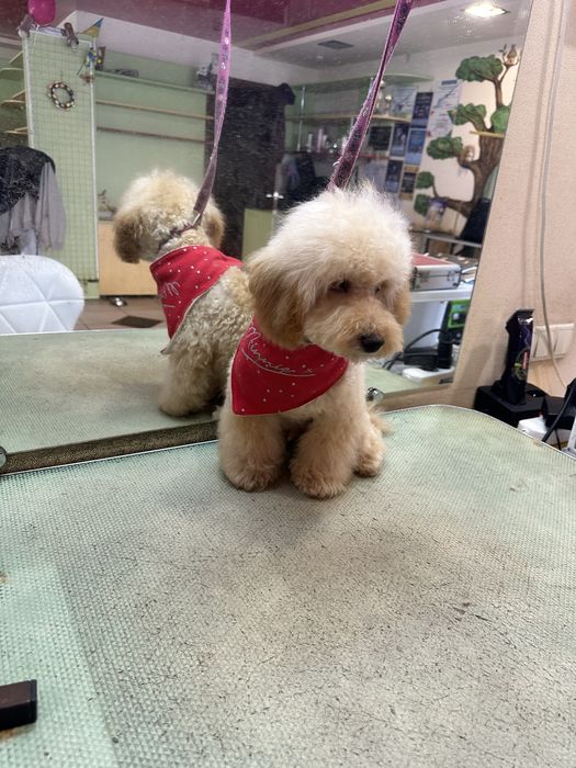 Красавчик пудель мальчик