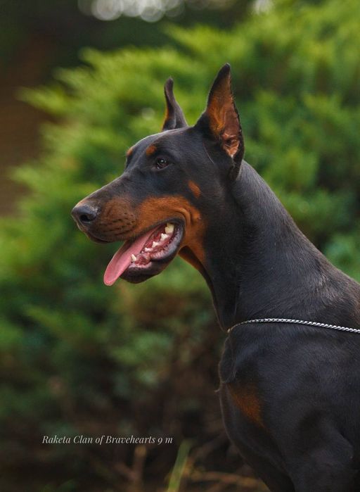 Чарівна дівчинка